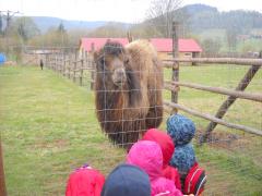 Raszów w ZOO Farmie w Łącznej